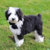 Sheepadoodle Dog diamond painting