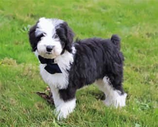 Sheepadoodle Dog diamond painting