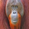 Smiling Orangutan diamond painting