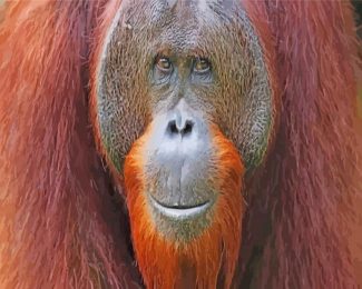 Smiling Orangutan diamond painting