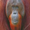 Smiling Orangutan diamond painting