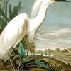 Snowy Heron Audubon diamond painting