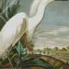 Snowy Heron Audubon diamond painting