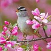 Sparrow Bird And Pink Flowers diamond painting