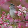 Sparrow Bird And Pink Flowers diamond painting