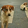 Street Dog diamond painting