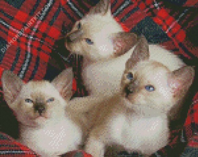 The Old Style Siamese Cats diamond painting