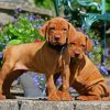 Vizsla Puppies diamond painting