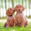 Vizsla Puppies Dogs diamond painting