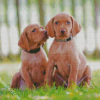 Vizsla Puppies Dogs diamond painting