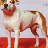 White American Staffordshire Terrier diamond painting