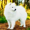 White Samoyed diamond painting