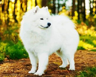 White Samoyed diamond painting