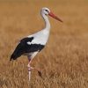 White Stork Bird diamond painting