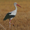 White Stork Bird diamond painting