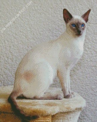 White Siamese diamond painting