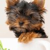 Yorkie Puppy diamond painting