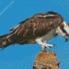 Osprey Bird diamond painting