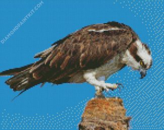 Osprey Bird diamond painting