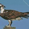 Osprey Bird Animal diamond painting