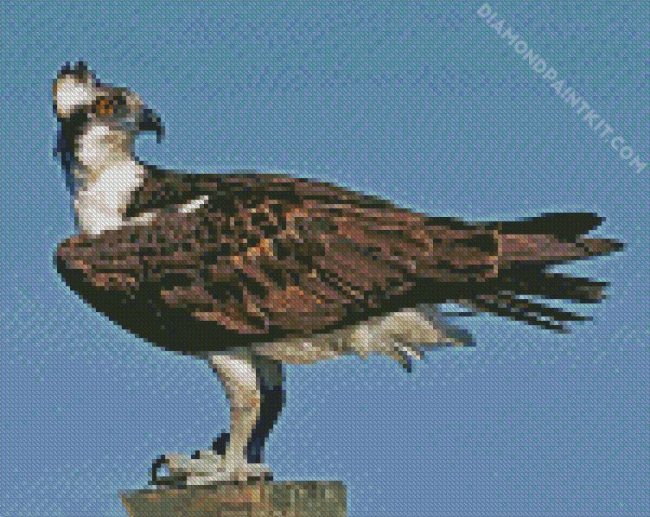 Osprey Bird Animal diamond painting