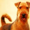 Airedale Terrier Animal diamond painting