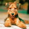 Airedale Terrier diamond painting