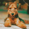 Airedale Terrier diamond painting