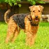 Airedale Terrier Dogs diamond painting