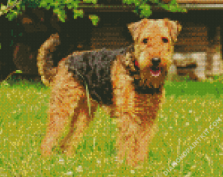 Airedale Terrier Dogs diamond painting