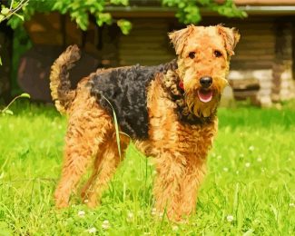 Airedale Terrier Dogs diamond painting