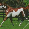 American Paint Horse diamond painting