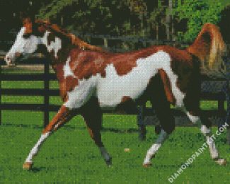 American Paint Horse diamond painting