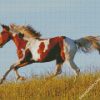 American Paint Horse Running diamond painting