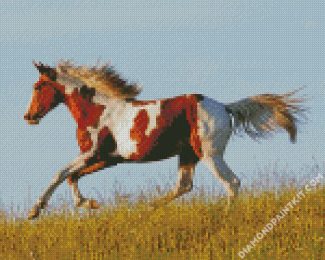 American Paint Horse Running diamond painting