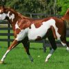 American Paint Horse diamond painting