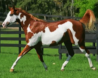 American Paint Horse diamond painting