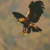 Aquila Eagle Bird diamond painting