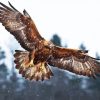 Aquila Eagle diamond painting