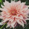 Baby Pink Dahlia diamond painting