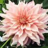 Baby Pink Dahlia diamond painting