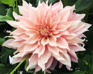 Baby Pink Dahlia diamond painting