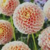 Baby Pink Dahlias diamond painting