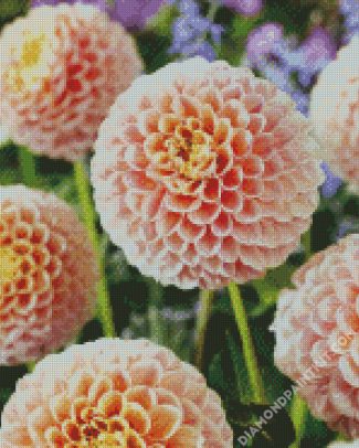 Baby Pink Dahlias diamond painting