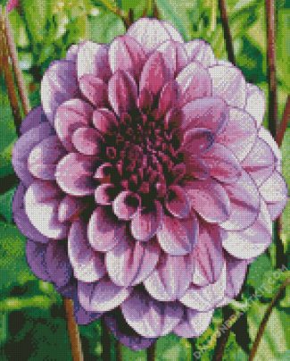 Beautiful Purple Dahlia diamond painting