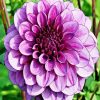 Beautiful Purple Dahlia diamond painting