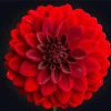 Beautiful Red Dahlia diamond painting