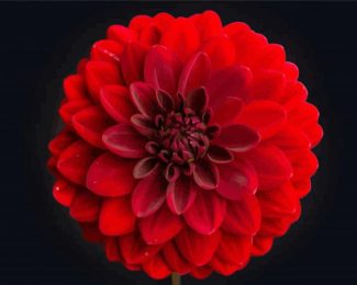 Beautiful Red Dahlia diamond painting