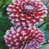 Beautiful White And Red Dahlia Flower diamond painting