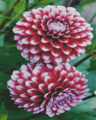 Beautiful White And Red Dahlia Flower diamond painting